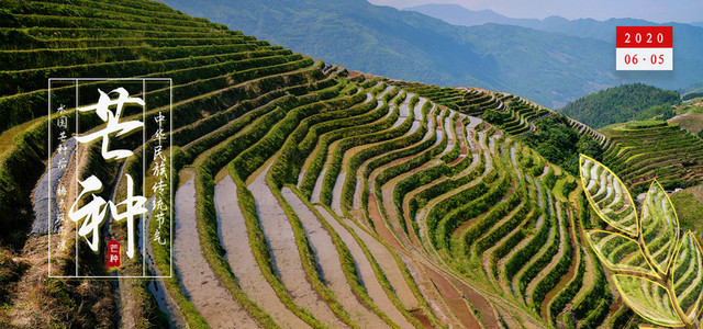 芒种简约合成背景