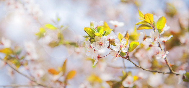 绿色春天春暖花开背景图片_桃花花朵粉色