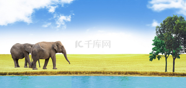 动物大象风景草原背景