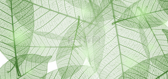 叶子底纹底纹背景图片_简约绿色植物叶子底纹肌理背景