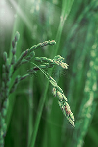 传统节气小满背景图片_小满节气水稻绿色