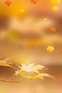 简约24节气秋分枫叶背景海报