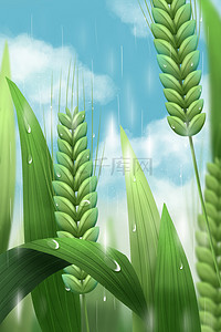 麦穗小满背景图片_小满麦穗多雨季节蓝天白云广告背景