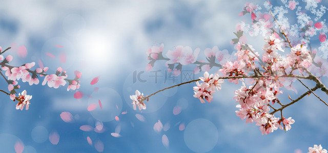 桃花朵朵背景图片_春暖花开春天桃花开