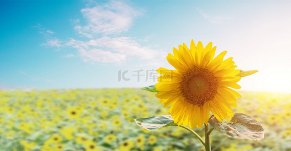 天空花朵清新背景图片_夏天天空的向日葵背景