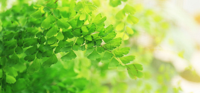 小清新绿色树叶背景图片