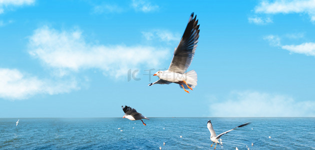 保护动物保护动物背景图片_动物海鸥蓝色写实背景