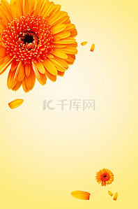 大花朵植物护肤品背景海报