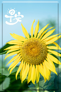 植被植物背景图片_文艺向日葵自然简约植物海报