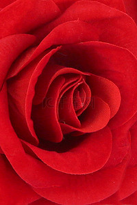 红玫瑰背景背景图片_红玫瑰背景情人节玫瑰