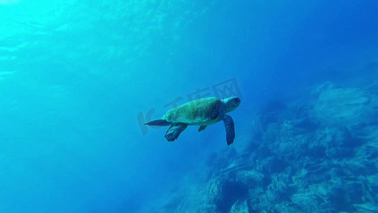 海底透光摄影照片_潜水海底水下海龟实拍