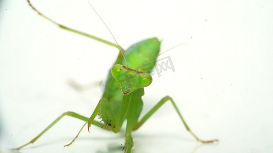 简洁绿螳螂动物昆虫实拍摄影图