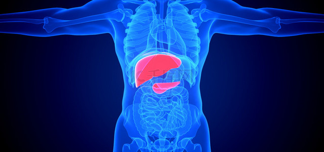 人体腹腔背景图片_c4d人体医疗肝脏疾病