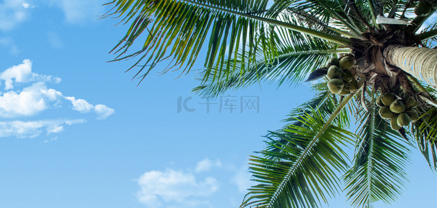 你好六月椰子树蓝色清新海报