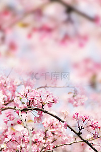 春季桃花节背景图片_小清新桃花节背景素材