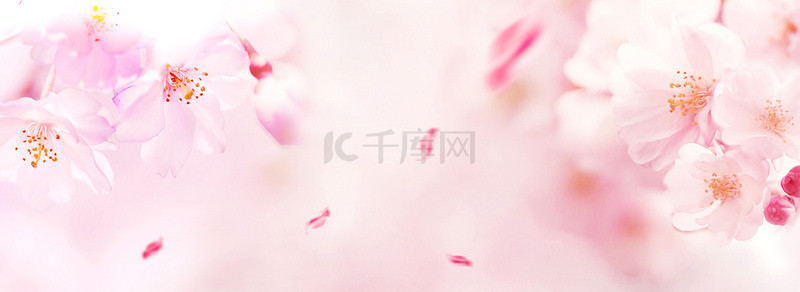 清新唯美粉色花朵背景图片_唯美桃花花朵粉色清新banner