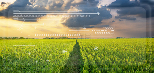 绿色农业科技背景图片_农业科技稻田科技风