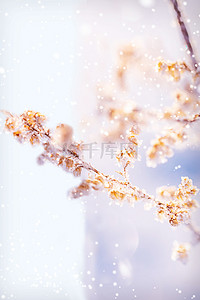 小雪雪景传统节气实物特写