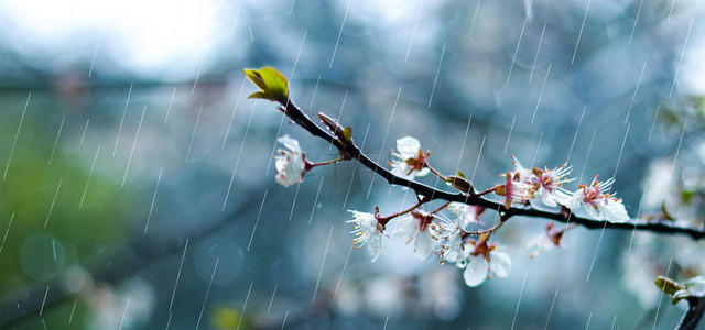 清新下雨背景图片_小清新二十四节气谷雨背景图片