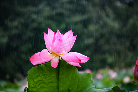 红莲子摄影照片_长沙中午雨荷荷花花朵摄影图配图