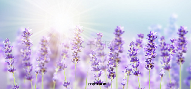 紫色创意薰衣草背景