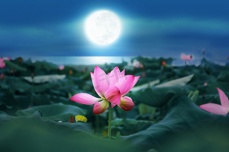 望城夜晚荷塘月色荷花月亮摄影图配图