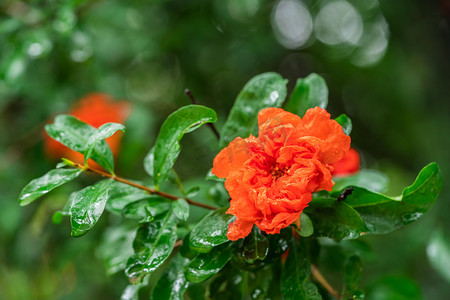 花朵装饰摄影照片_夏季白天石榴花户外植物摄影图配图