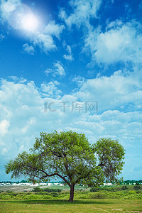 传统处暑节气背景图片_夏日草地上的大树