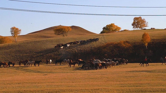 草原秋季马群马匹