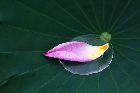 梅花花瓣边框摄影照片_长沙雨天荷花瓣花瓣荷叶摄影图配图