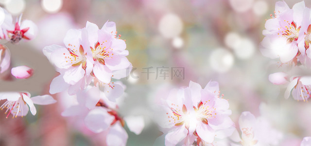 桃花粉色花朵背景图片_桃花花朵粉色