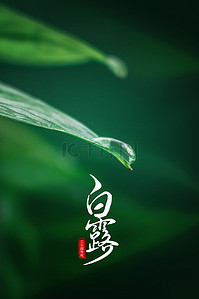 传统白露节气背景图片_简约绿色白露节气传统节气宣传背景