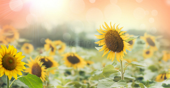 小清新鲜花背景背景图片_向日葵小清新花海背景