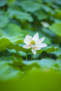 小清新小暑摄影照片_夏花开时傍晚荷花荷塘花开摄影图配图