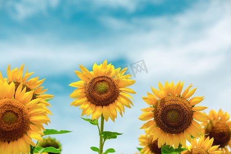 向日葵夏天向阳花花朵公园摄影图配图