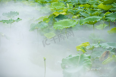 色彩植物摄影照片_荷塘摄影图配图