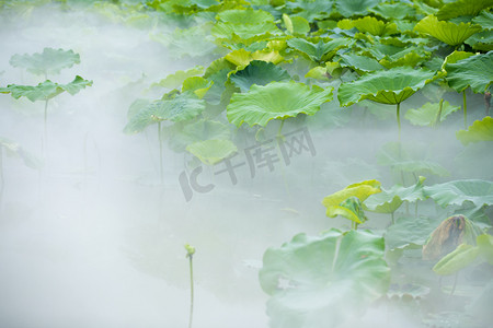 莲子瘦肉汤摄影照片_荷塘摄影图配图