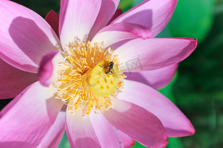 炎热大暑摄影照片_户外白天莲花和蜜蜂荷塘特写摄影图配图