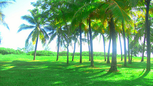 实拍阳光明媚下的椰子树
