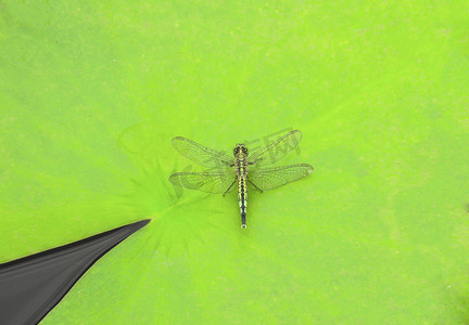 荷叶上的蜻蜓夏至昆虫植物室外摄影图摄影图配图