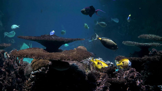 水族馆海洋世界实拍