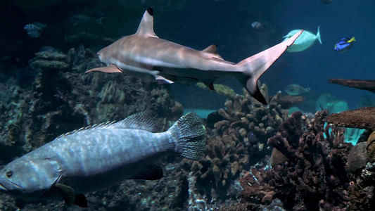 鲨鱼logo摄影照片_唯美水族馆海洋世界鲨鱼海鱼珊瑚