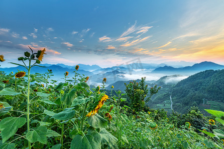 漂动摄影照片_休闲旅游早上向日葵山区漂动摄影图配图