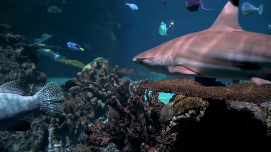 生物多样性摄影照片_唯美水族馆海洋鲨鱼