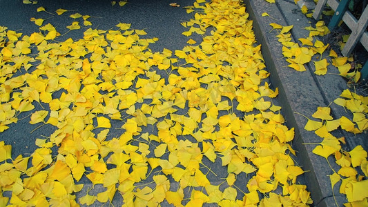 银杏落叶摄影图片-银杏落叶摄影作品-千库网