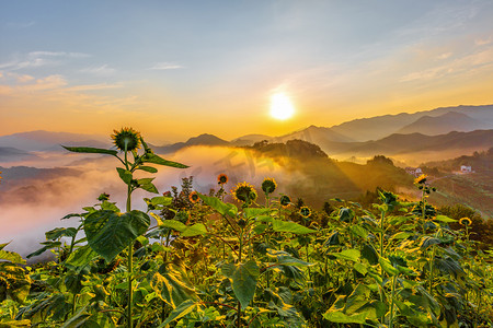 太阳向日葵摄影照片_休闲旅游上午向日葵山区漂动摄影图配图