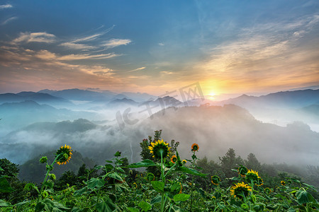 向日葵太阳摄影照片_休闲旅游早晨向日葵山区漂动摄影图配图