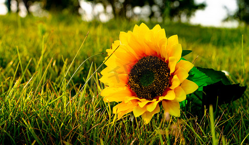 阳光夏天摄影照片_夏天风光清晨草地上的葵花户外光照草地摄影图配图