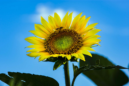 白天户外向日葵在蓝天下盛开摄影图配图
