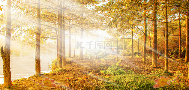自然秋季背景图片_秋天立秋风景秋天树林